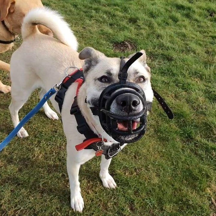 299819789_510324077604934_1151560574724036904_n help with aggressive dog in Rayleigh, Hockley, Wickford, Thundersley, Rawreth, Leigh On Sea , Southend On Sea, Hadleigh
