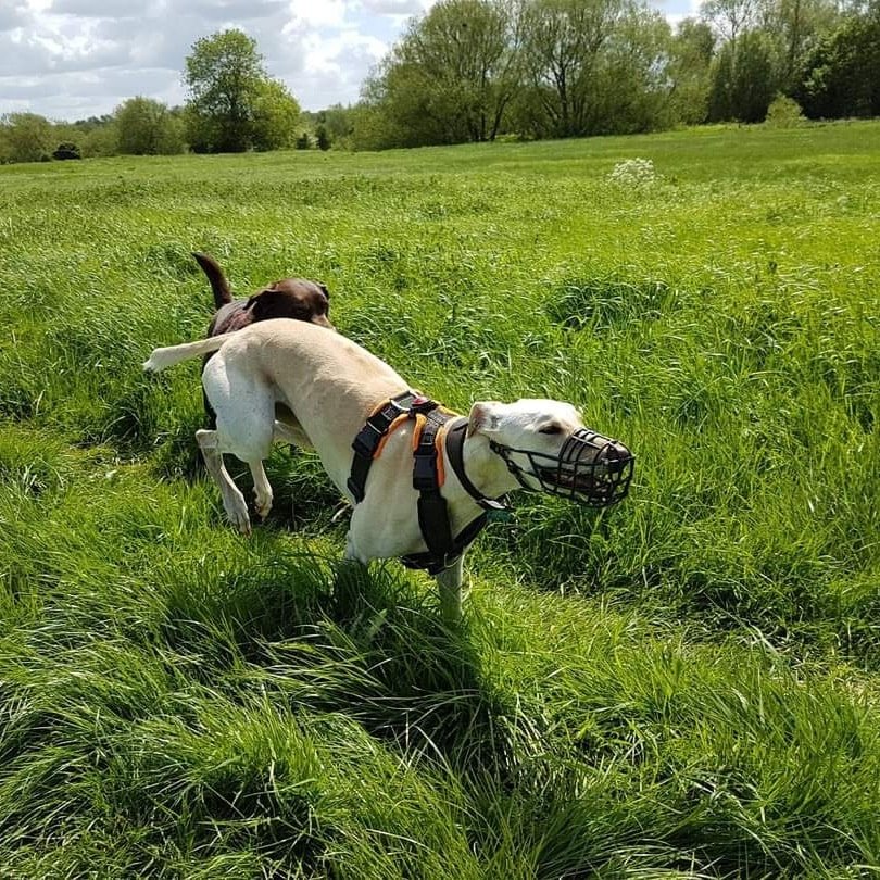 299959390_510323667604975_3133990716957148684_n dog training agressive dog in Rayleigh, Hockley, Wickford, Thundersley, Rawreth, Leigh On Sea , Southend On Sea, Hadleigh