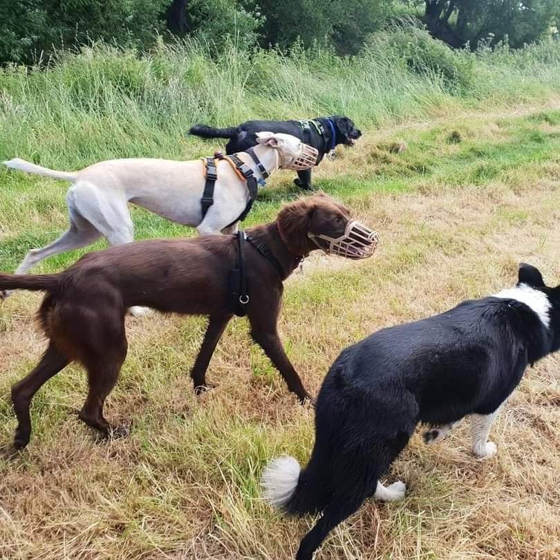 FB_IMG_1660593124450 Ellie's dog behaviour vault for aggressive dogs