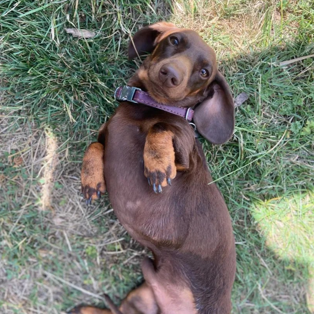 Client Dog