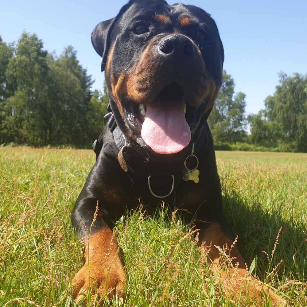 Client dog
