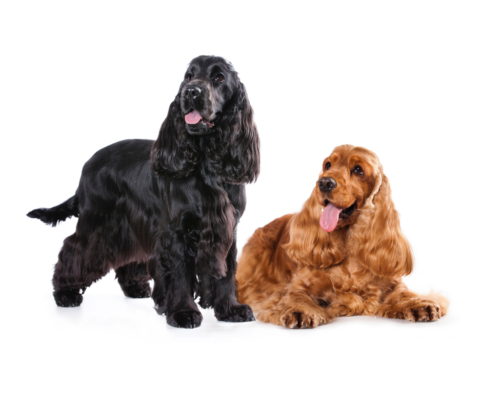 Dog training and behaviour Writtle, Chelmsford, Ingatestone, Great Baddow, Margaretting, Stock, Broomfield, Galleywood